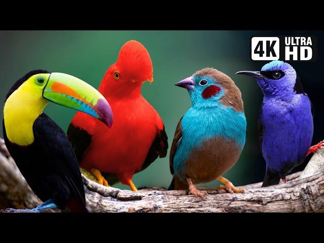 Most Beautiful Tropical Birds | Amazing Birds Chirp | Stress Relief | Healing Nature Sounds