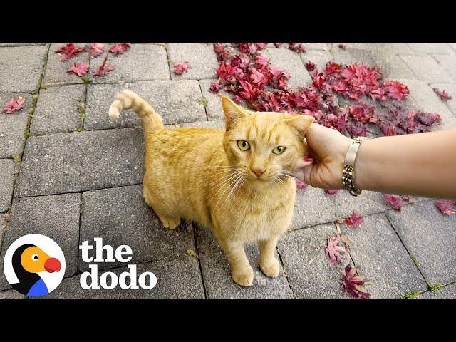 Watch Her Go From Stray Cat To Water Glass Princess | The Dodo