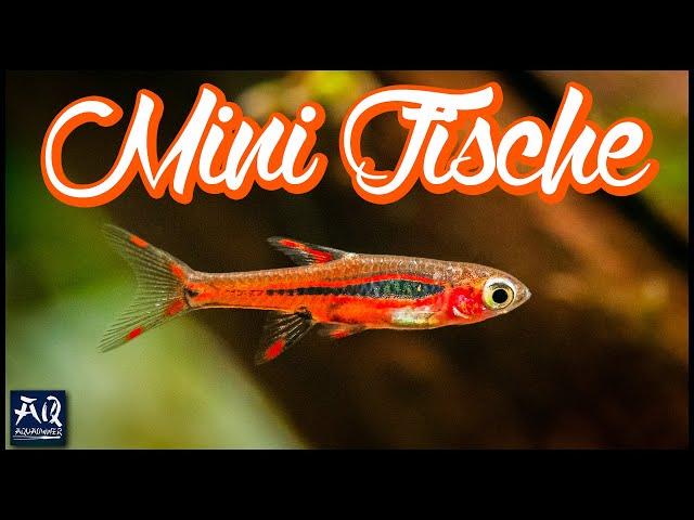 Winzige Fische für dein Aquarium (Boraras brigittae) | AquaOwner