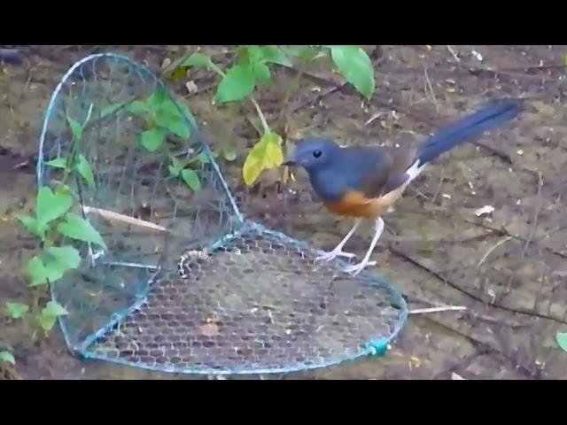 CARA jebak burung Murai Batu dengan mudahnya