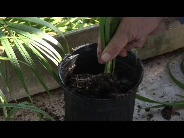 How to Grow Day Lilies With Root Cutting Sections