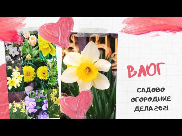 Домашний влог. Садово-огородние дела