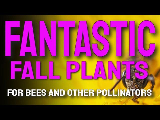 Fantastic Fall Plants for Beauty and Bees #plantsforbees