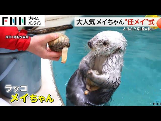 鳥羽水族館で大人気のラッコ・メイちゃん　ふるさと応援大使“任メイ”式