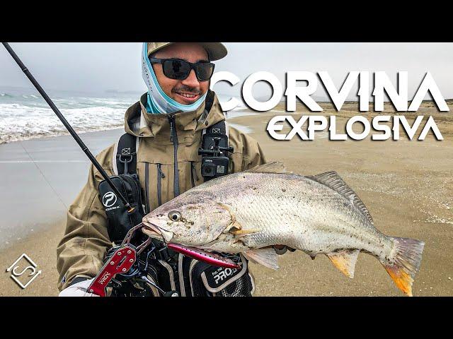 Una CORVINA Explosiva !! Pesca Desde Playa