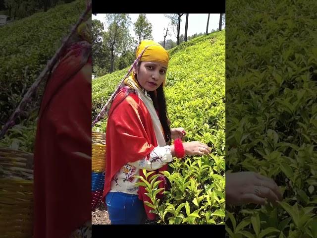 Tea || Plantation || Ooty || Coonoor