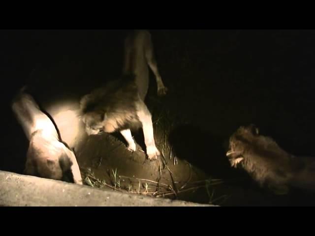 The Sand River Males vs one Male lion : 21 - 08 - 2013