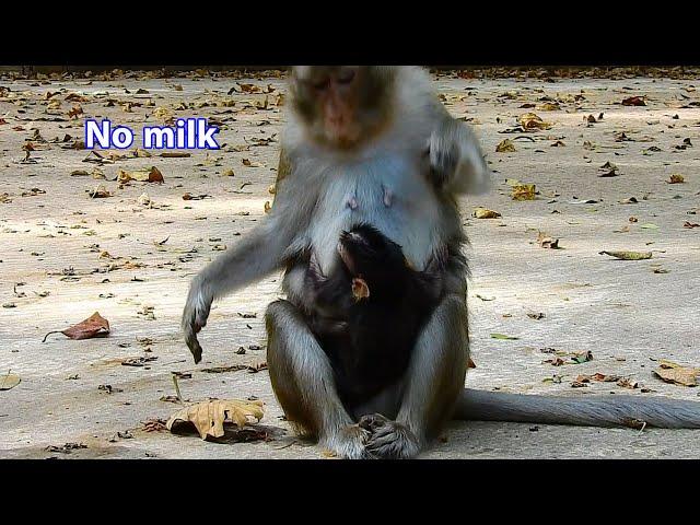 Cruel mom Anna rejected milk newborn Anissa, So bad monkey Anna did with own baby