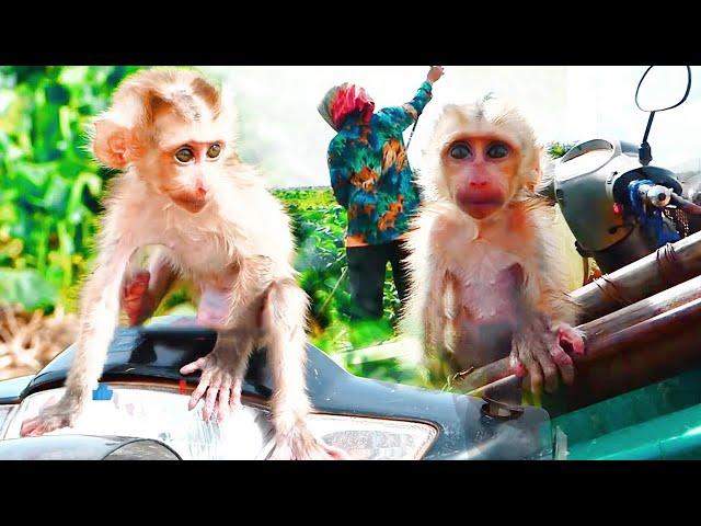 Adorable Baby Monkey Ross Enjoy With Mom At Vegetable Farm, So Smart