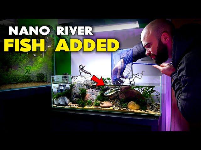 Adding Fish To Nano River Aquarium (Hillstream Loach & Panda Garra) | MD Fish Tanks