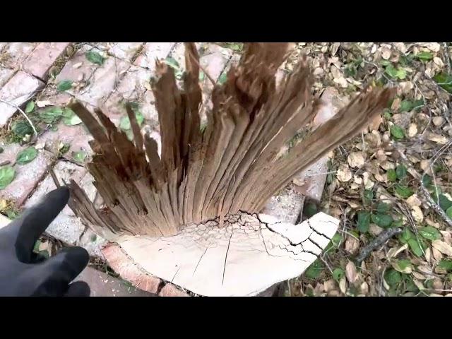 Massive Oak Failure
