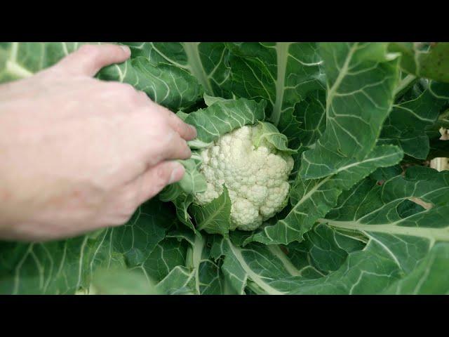 Growing Cauliflower