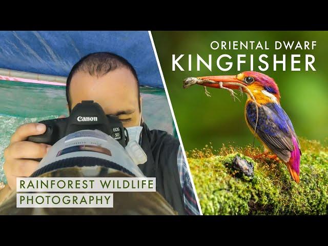 BIRD PHOTOGRAPHY in India's Rainforests - ORIENTAL DWARF KINGFISHER | Hiking + Photo Hide