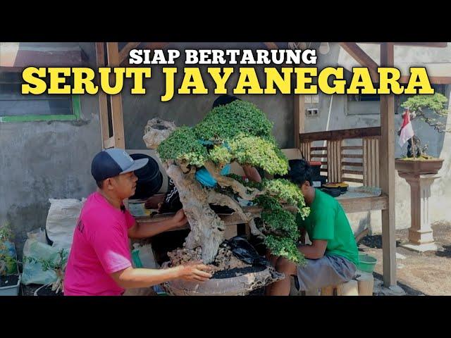 SIAP BERTARUNG DIPAMNAS BONSAI BERGENGSI SERUT JAYANEGARA PASUKAN AY BONSAI