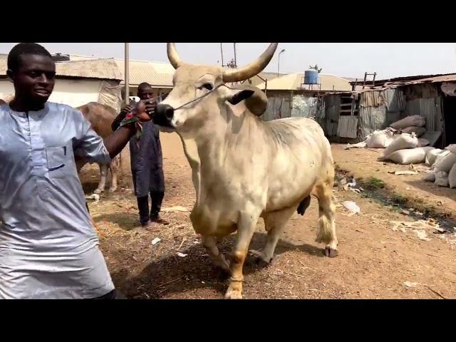 With Genetic selection Nigerian breeds are not bad White Fulani breed with good genetics .