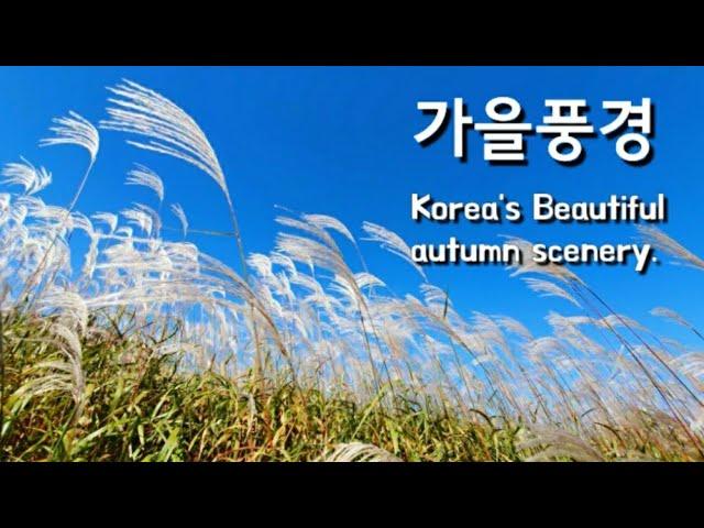 [아름다운 가을풍경] [ENG sub]#Korea's Beautiful autumn scenery #silvergrass #Imginriver