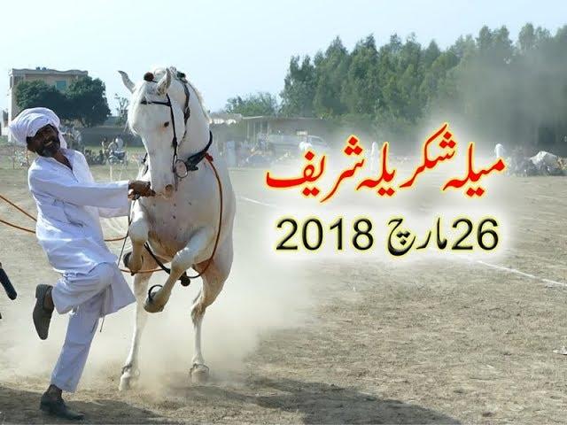 Best horse dance in pakistan No.21