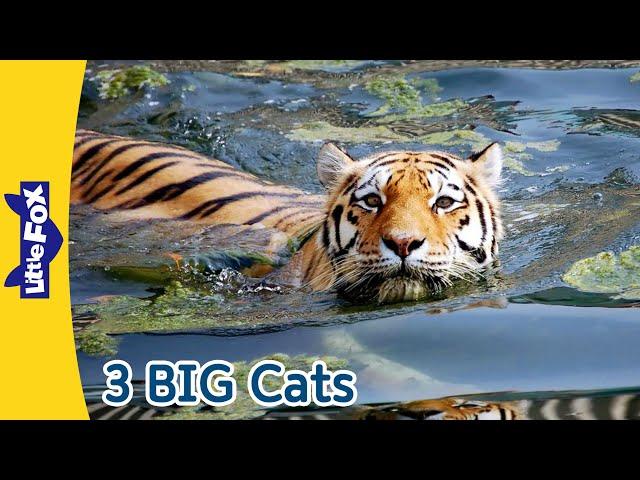 African Lions, Cheetah, and Siberian Tigers | Scary Big Cats | Little Fox