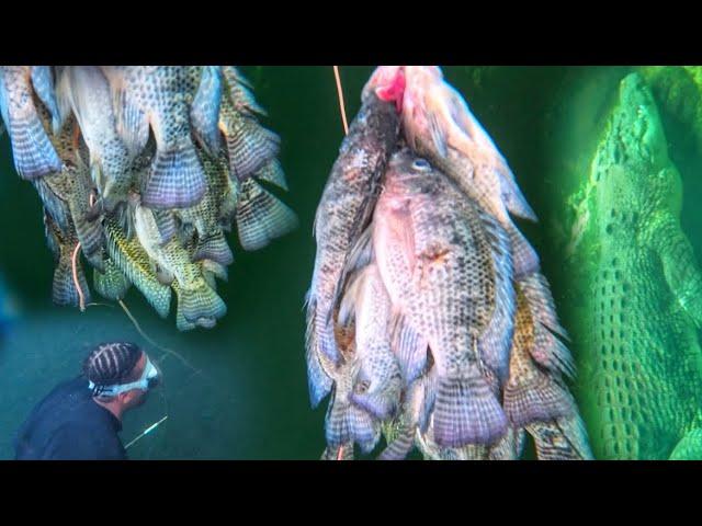 SCARY CROCODILE INFESTED WATER FOR SOME TILAPIA EPIC BURN CORN FISH￼