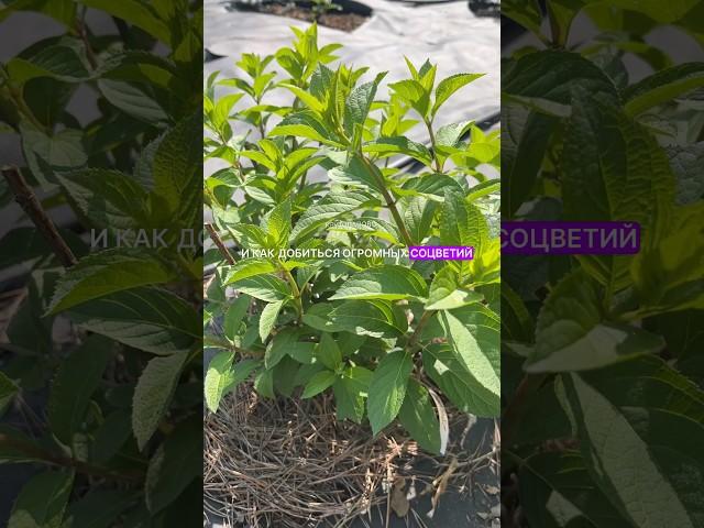 Что сделать, чтобы у гортензии были крупные соцветия?