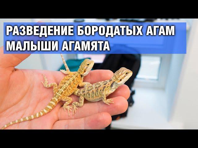 Бородатая агама — Разведение и Малыши