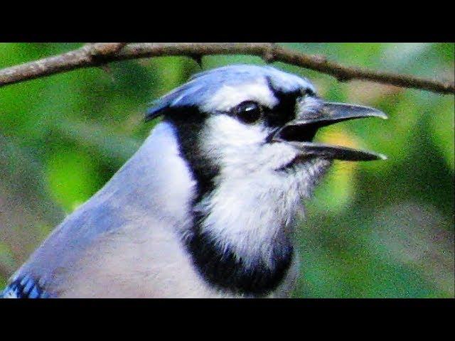 Exceptional Blue Jay Calls