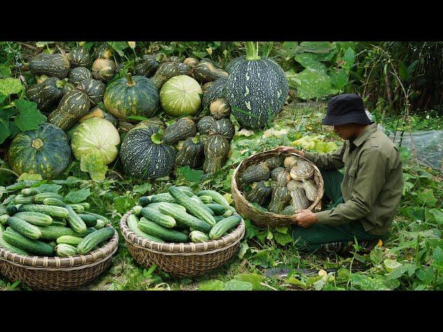 Make the kitchen floor, Harvest pumpkins and new cucumber gardens to sell in the market | Ep 38