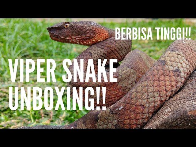 UNBOXING!! ULAR VIPER MEMATIKAN!!