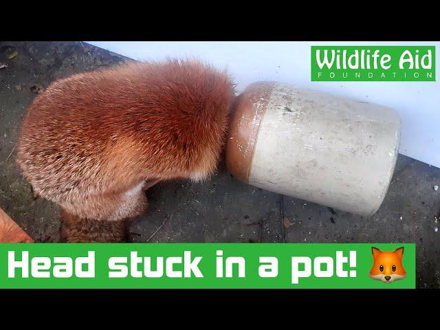 This fox got her HEAD stuck in a flowerpot...