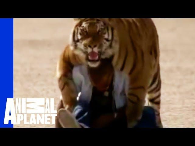 Fatal Attractions: Living With Tigers