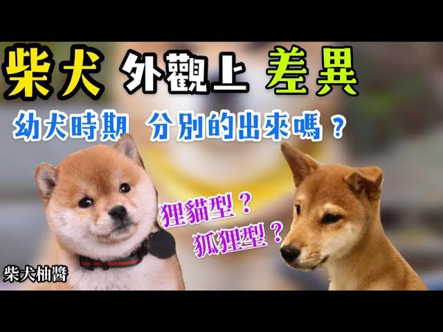 養柴犬前外型該怎麼挑選狗改不了吃屎又該怎麼辦呢️ ｜柴犬柚醬 醬拔頻道｜