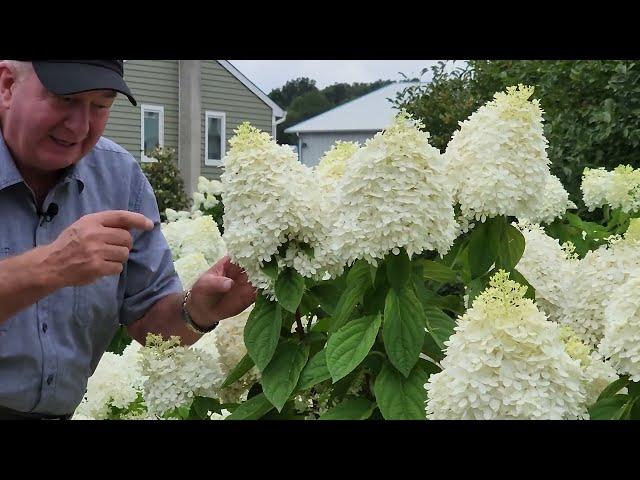 Complete Guide To Enjoying Panicle Hydrangeas // Hardy, EASY To GROW & Incredibly BEAUTIFUL 