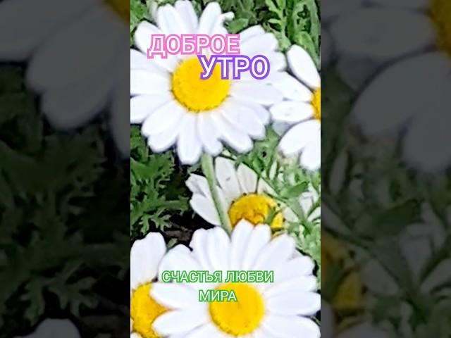 #shorts#утреннийпозитивчик#поздравления#добрыепожелания #доброеутро