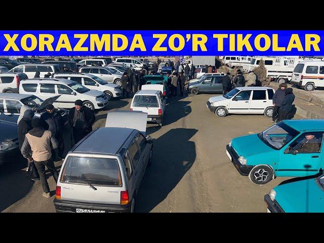 Xorazm tiko narxlari | Zor tikolar Xorazmda 2024