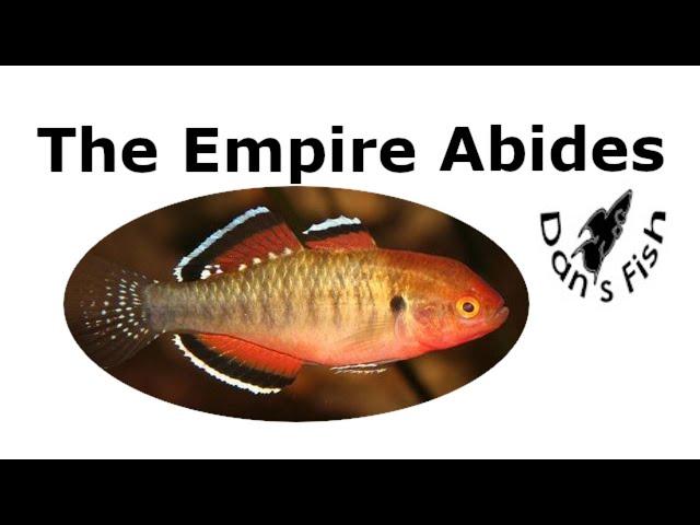 Empire Gudgeon - One Gudgeon to Rule Them All!!!