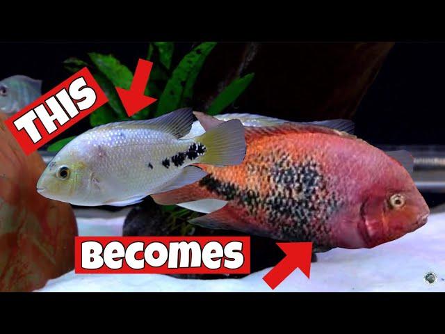 The BIG and BEAUTIFUL VIEJA CICHLID -  CICHLID PROFILE #1