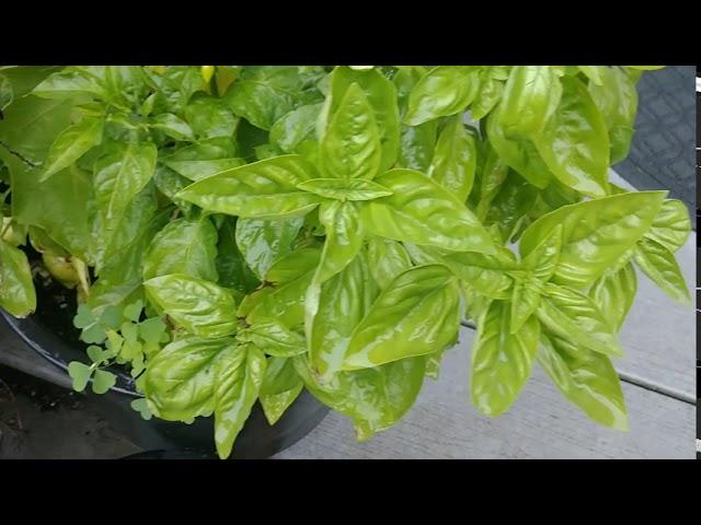 How To Prune, Harvest and Store Basil