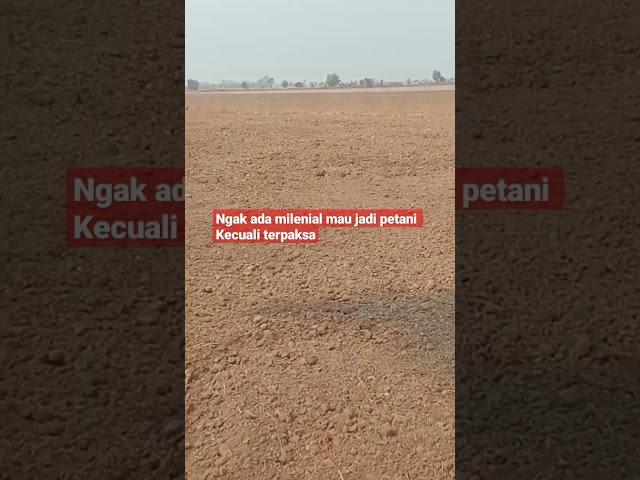 Olah tanah menggunakan traktor roda dua di lahan pasang surut #shorts #viral #video  #fyp