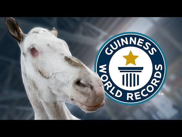 Blind Horse Endo Sets Three World Records - Guinness World Records