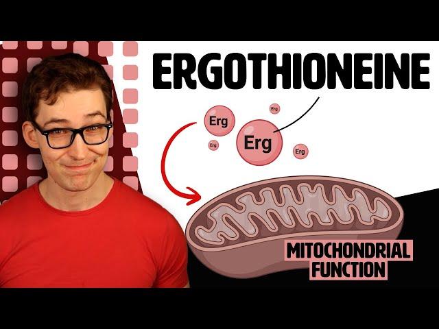 Ergothioneine: New Supplement discovered to Improve Mitochondrial Function [Study 295]