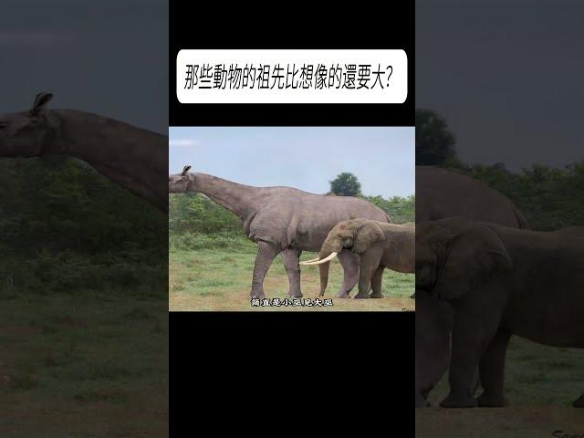 那些動物的祖先比想像的還要大？#科普 #漲知識