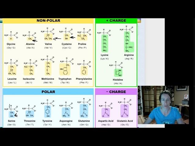 amino acid R groups