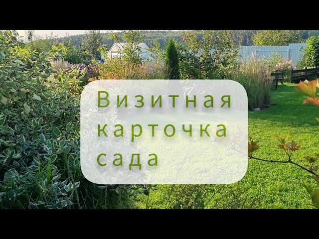 КОМПОЗИЦИЯ ИЗ КУСТАРНИКОВ - визитная карточка моего сада: простая и эффектная.