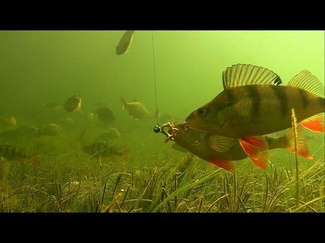 Fishing experiment: Perch & worm, rare underwater footage of catching fish in clear water.