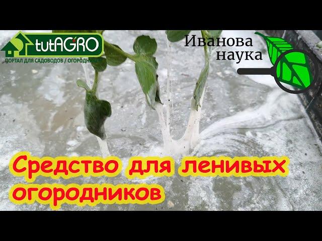 САМ РАЗВОЖУ ЭТУ ПОДКОРМКУ и забыл о поливах и удобрениях! Самый легкий способ растить урожай.