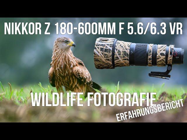 Nikkor Z 180-600mm Objektiv - Erfahrungsbericht - Naturfotografie