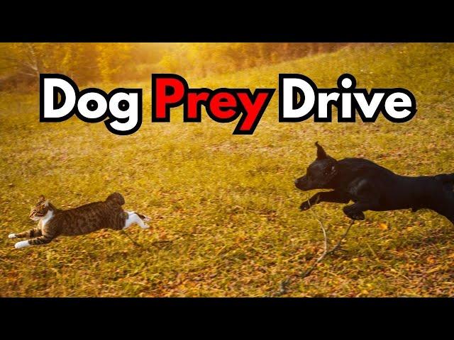 Solving Prey Drive: Try THIS if Your Dog Chases Animals