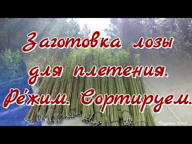 16. Лозоплетение. Заготовка лозы. Ре'жим_Сортируем.