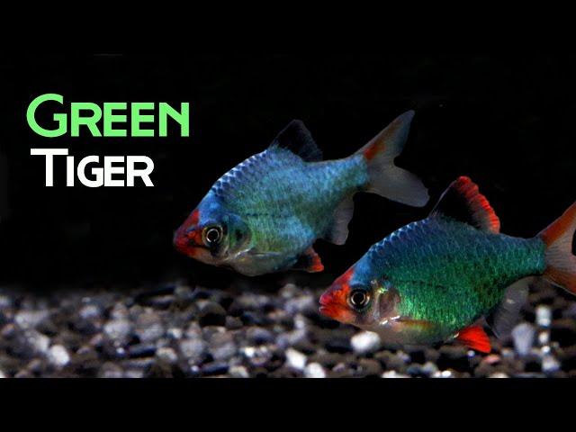 All About Green Tiger Barbs: Beauty or Bully?