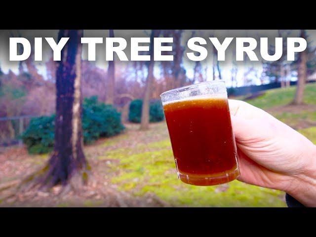 DIY syrup from trees (not just maples)